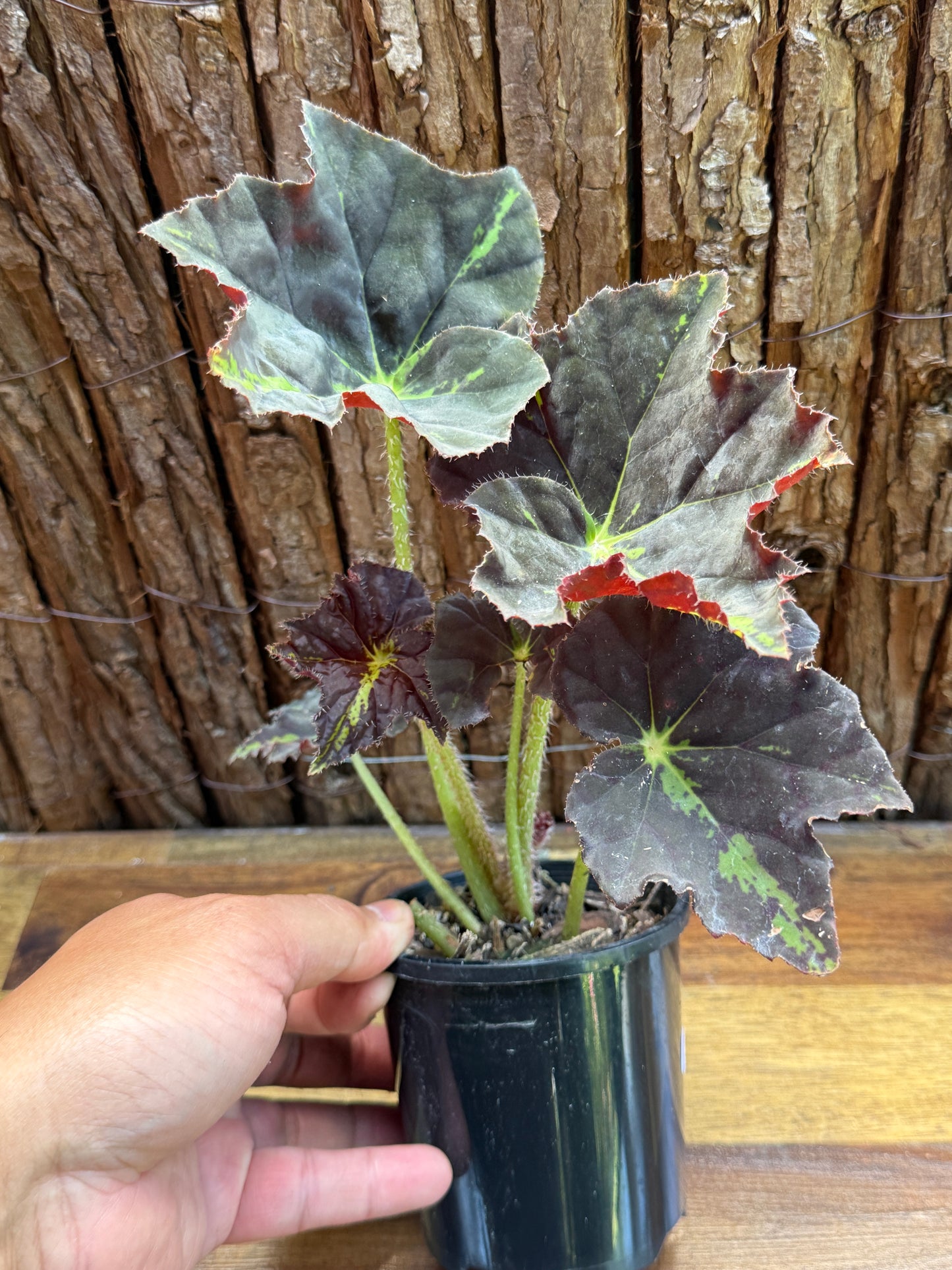 Begonia Black Star Rising I10