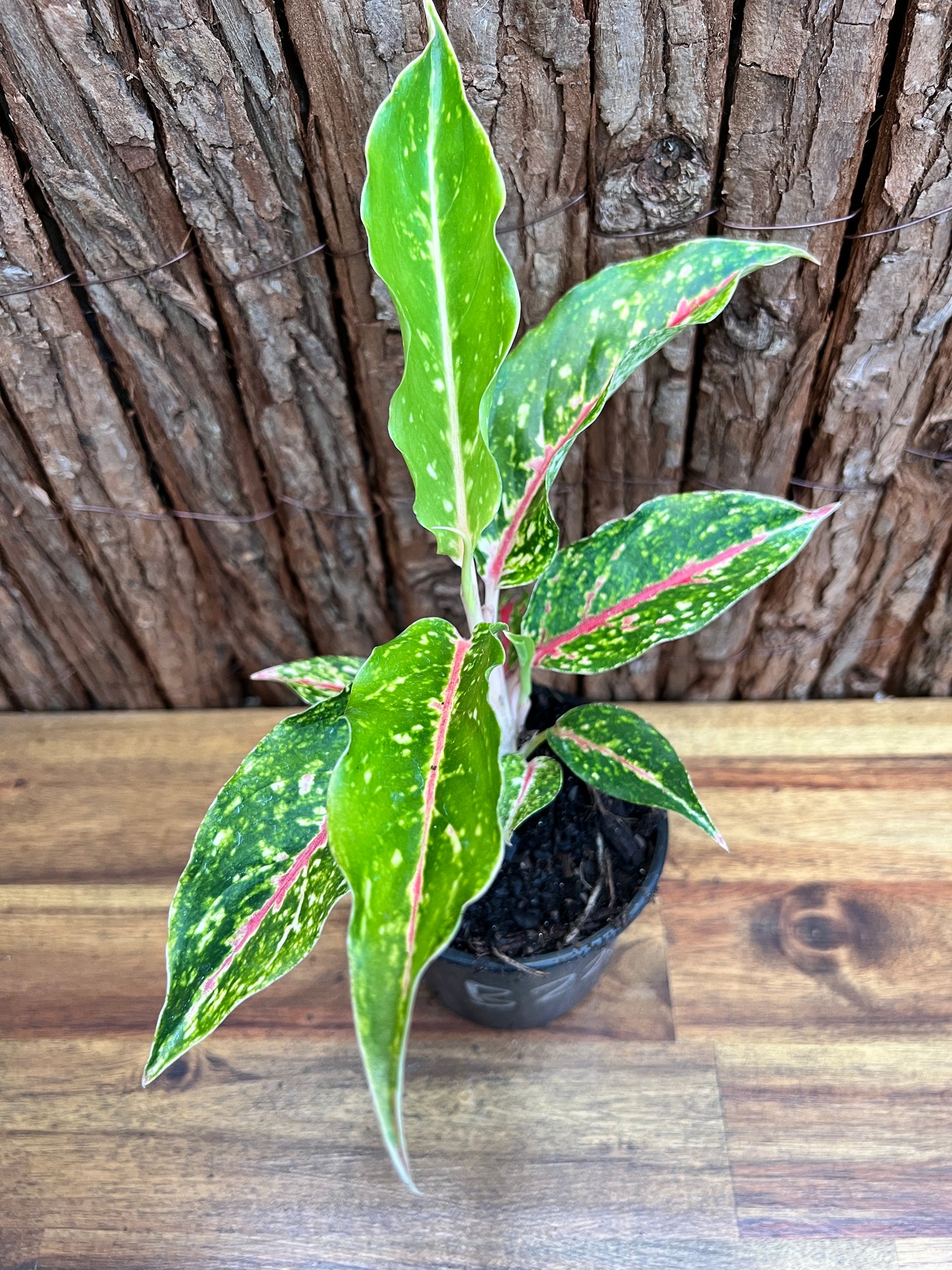 Aglaonema Night Sparkle B221