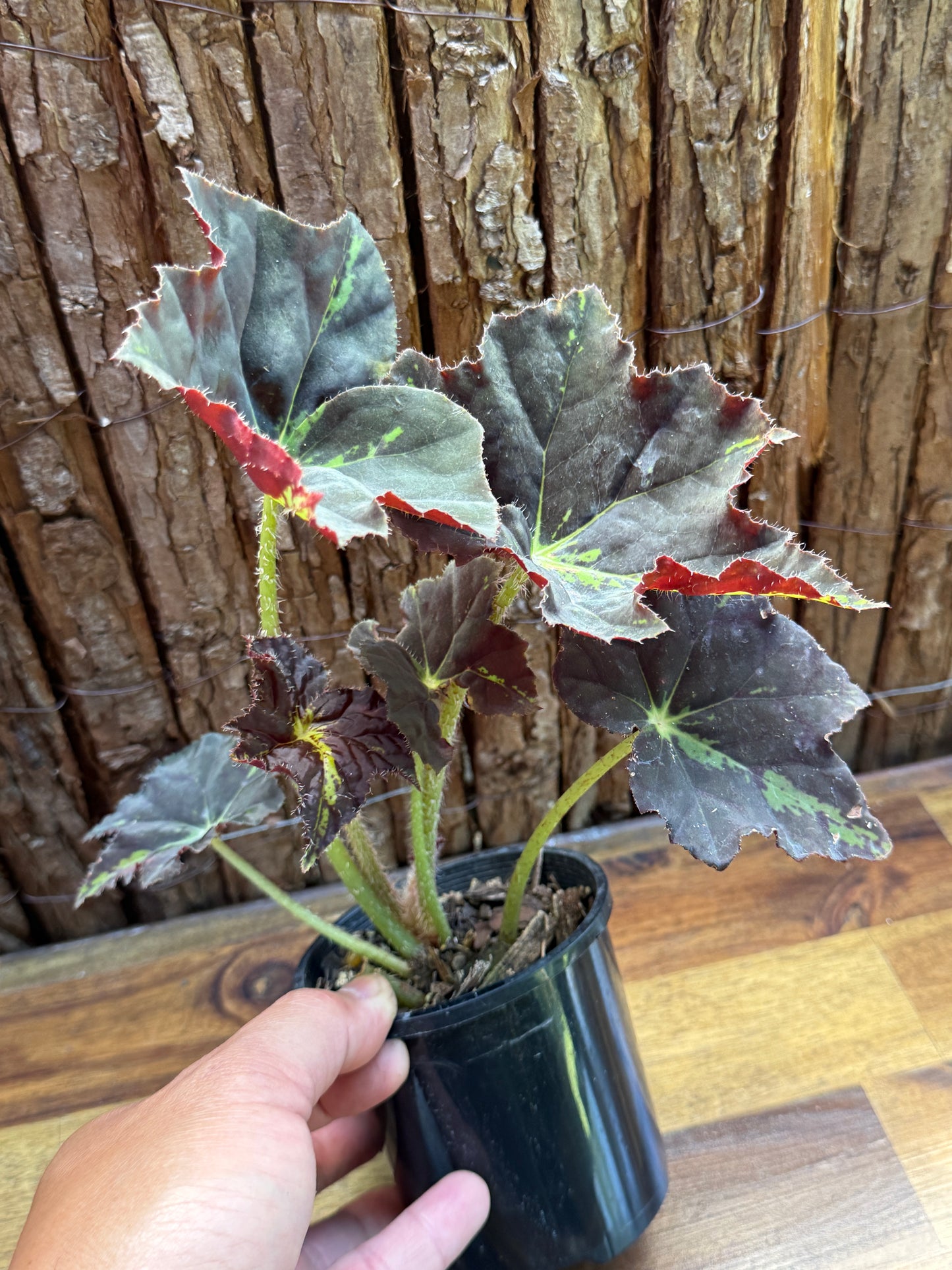 Begonia Black Star Rising I10