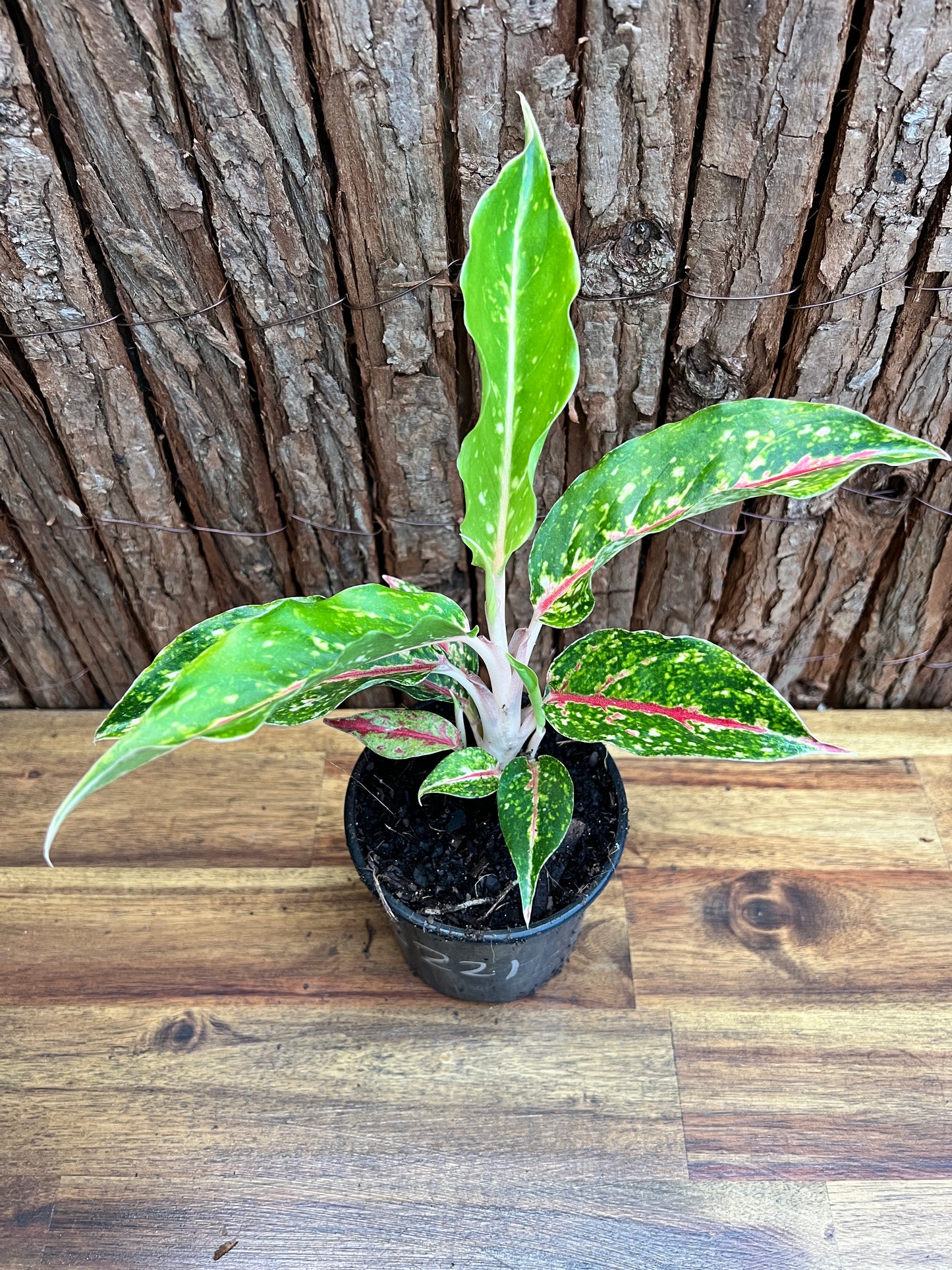 Aglaonema Night Sparkle B221