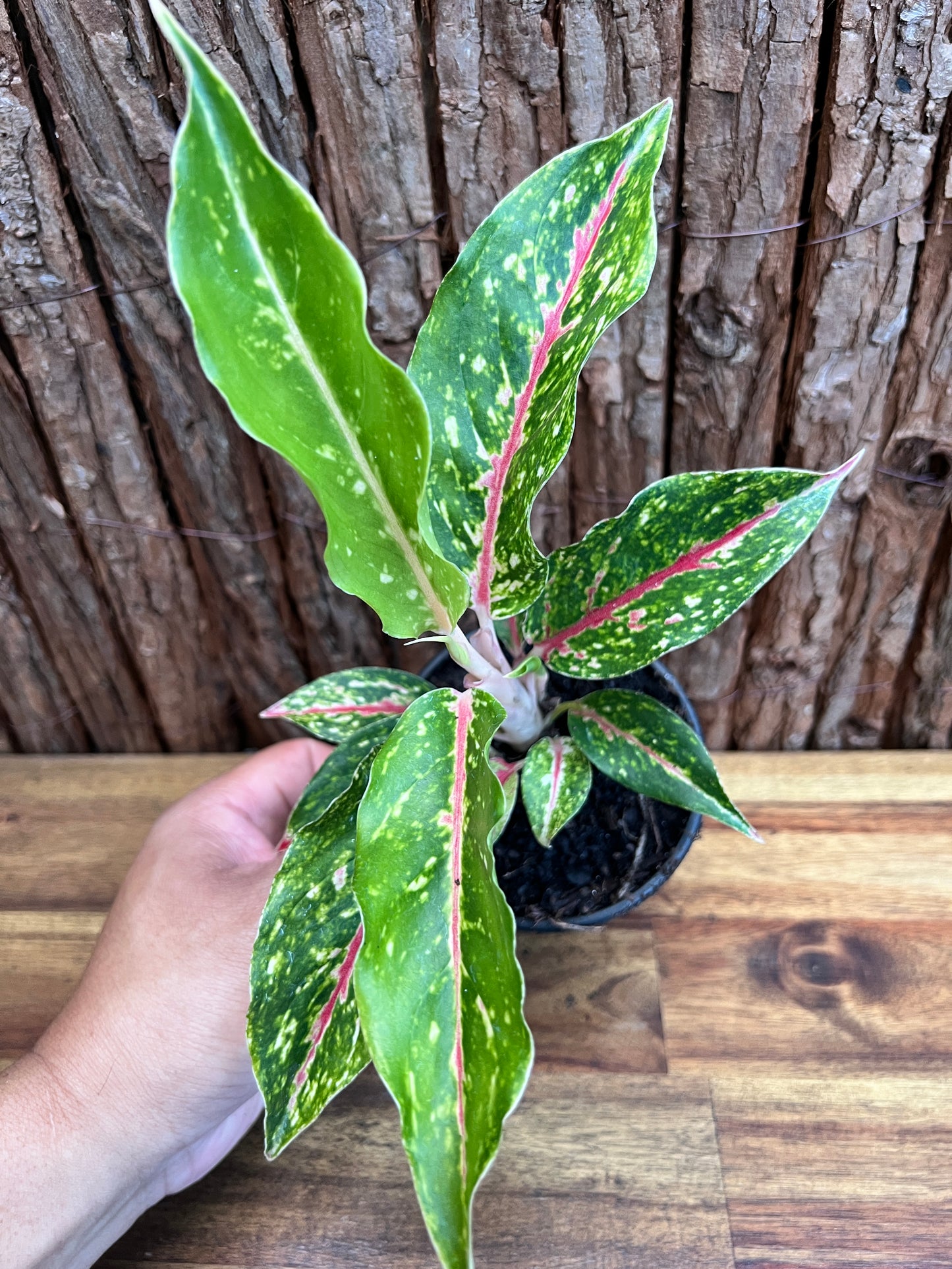 Aglaonema Night Sparkle B221