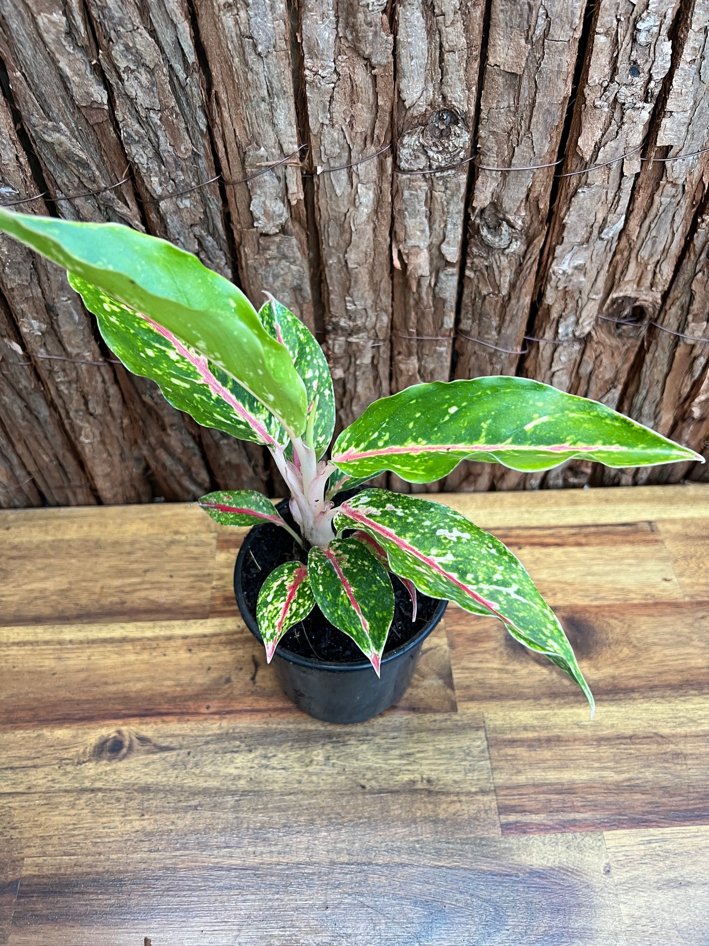 Aglaonema Night Sparkle B221