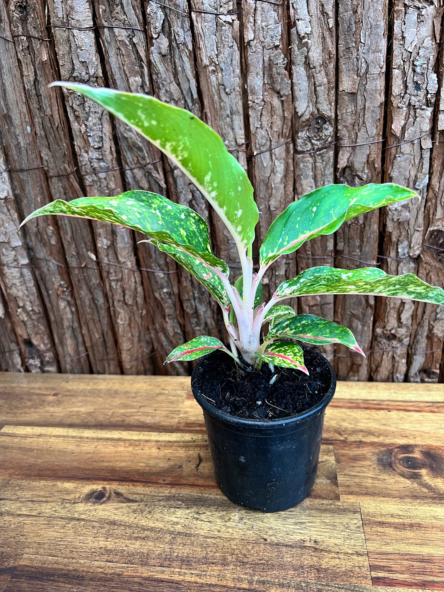 Aglaonema Night Sparkle B221