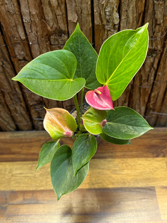 Anthurium Baby Purple I11