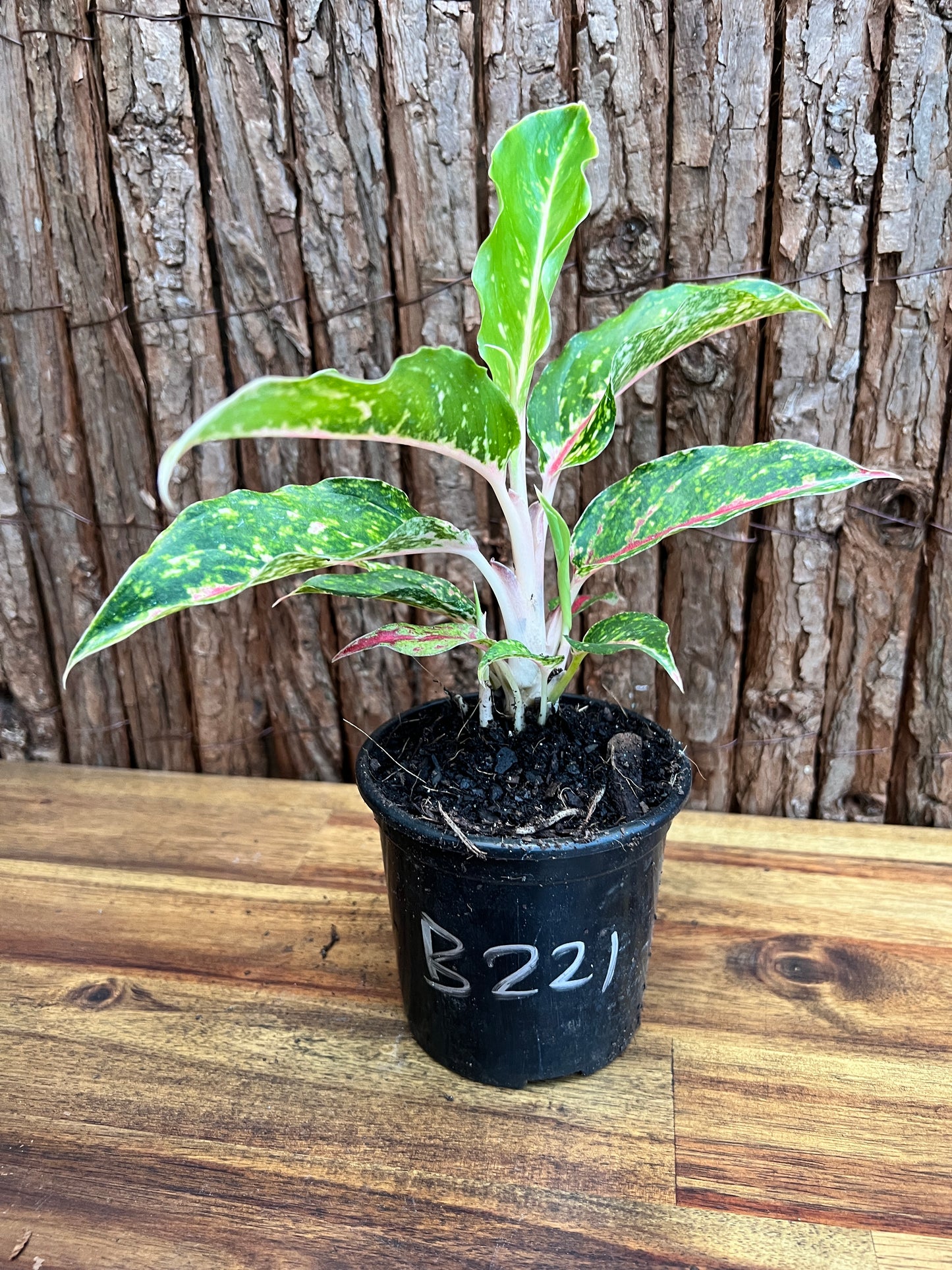 Aglaonema Night Sparkle B221