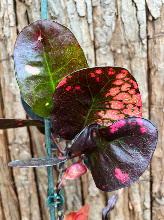 Croton Codiaeum Thai Lotus B222