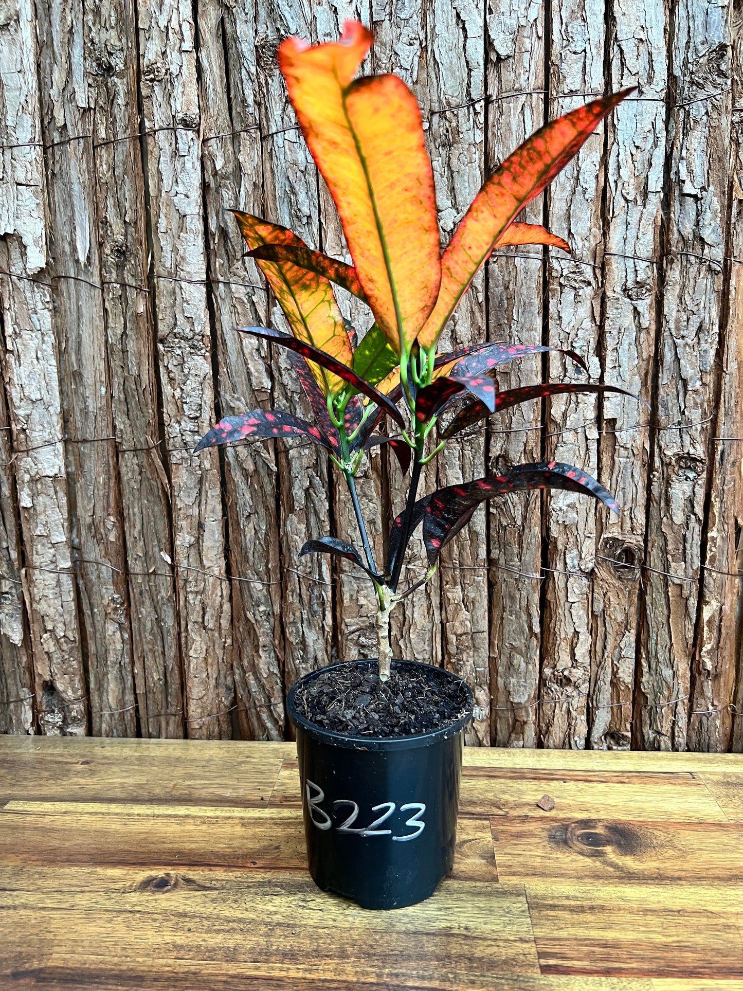 Croton Codiaeum Captain Kidd B223