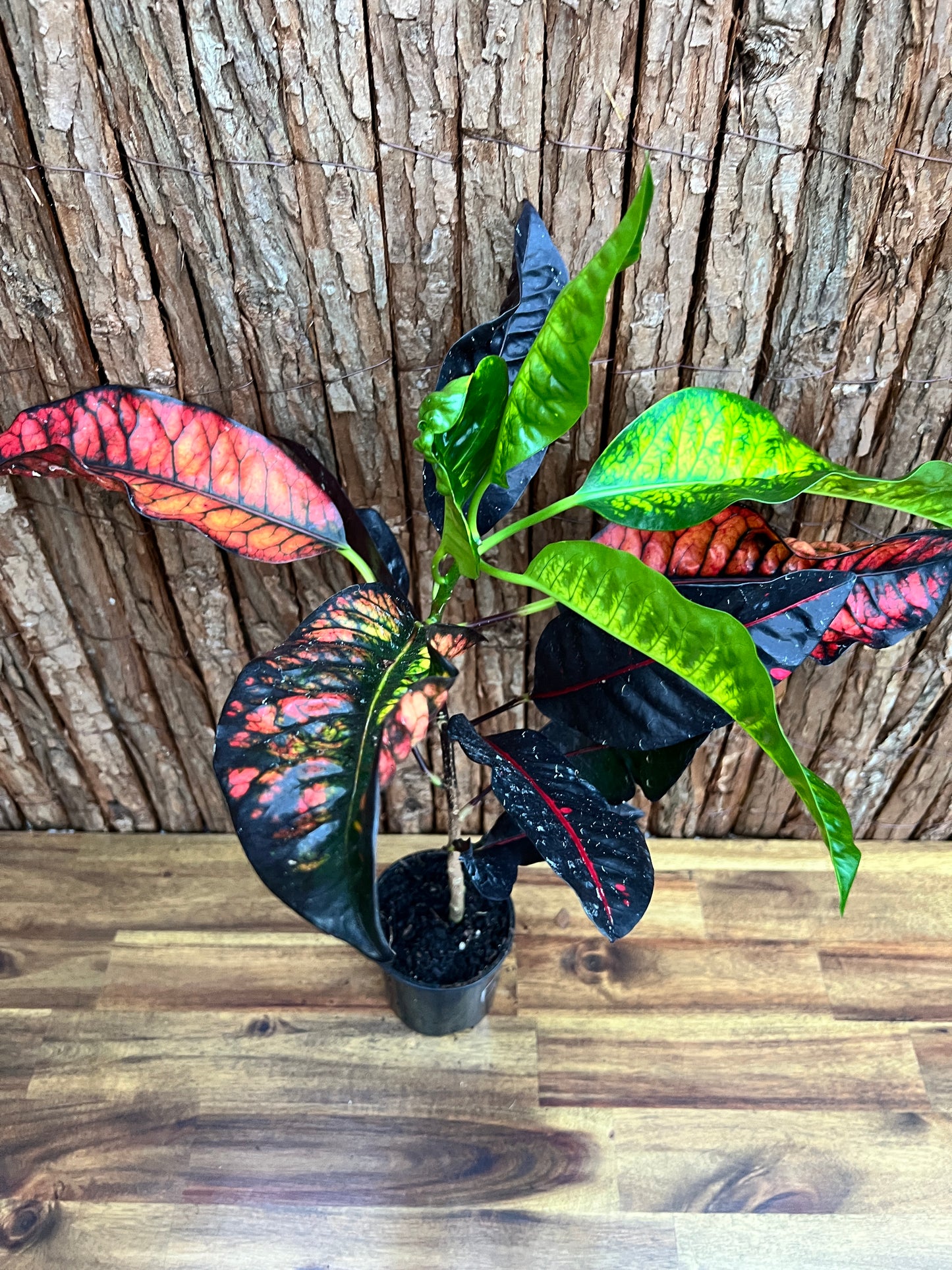 Croton Codiaeum Norma B227