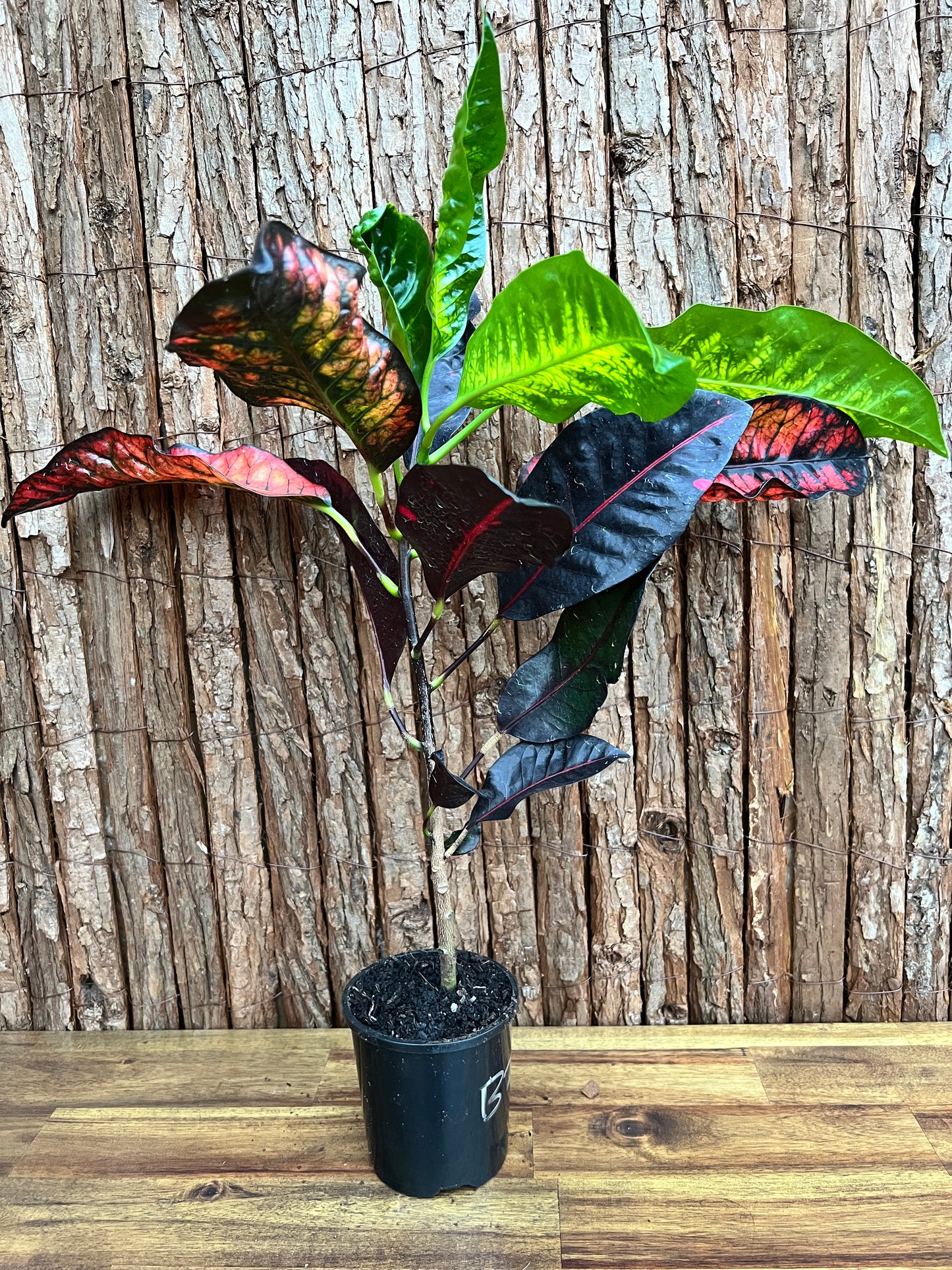 Croton Codiaeum Norma B227