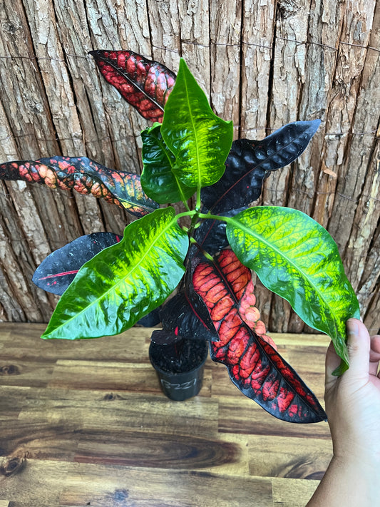 Croton Codiaeum Norma B227