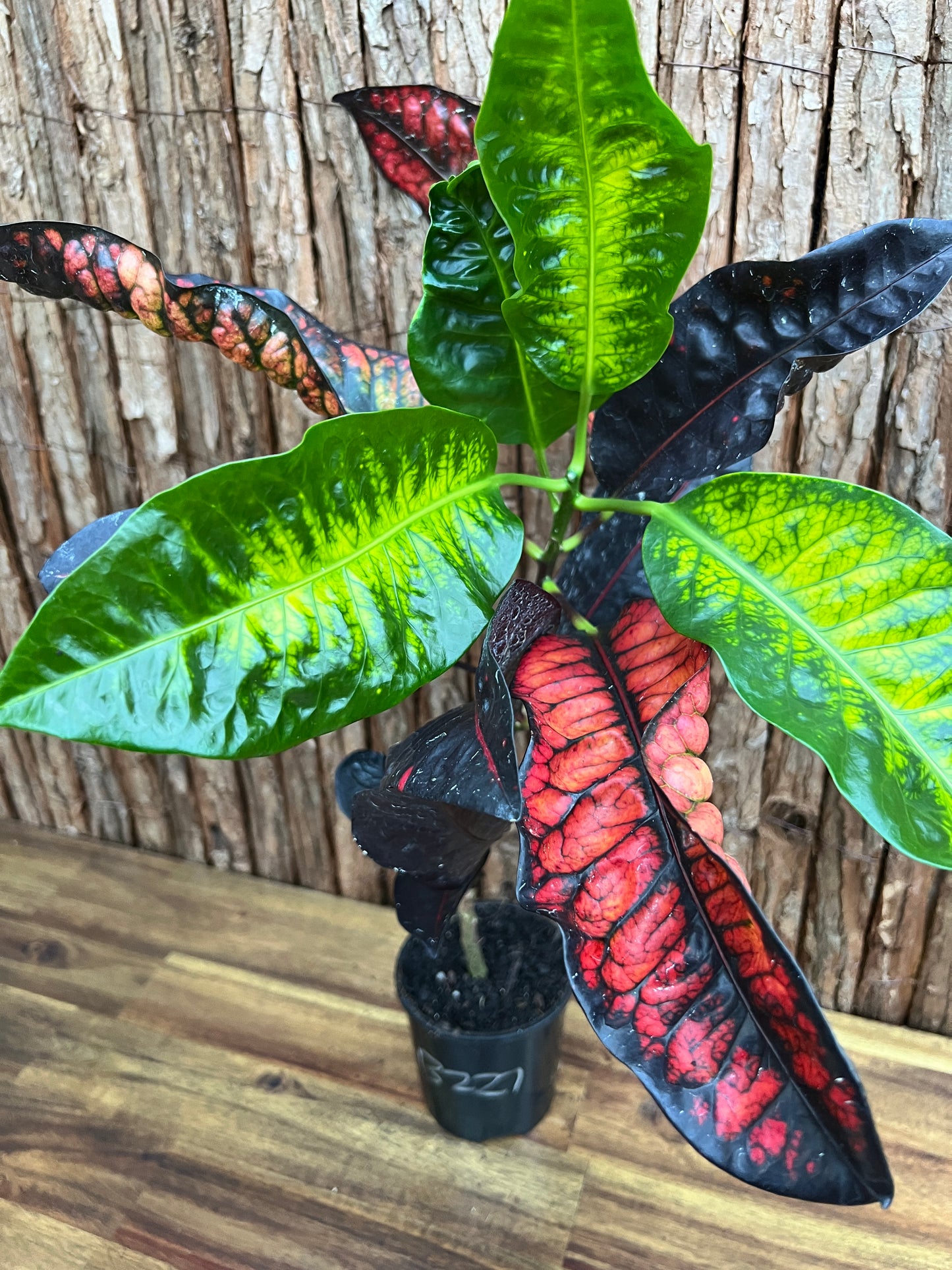 Croton Codiaeum Norma B227