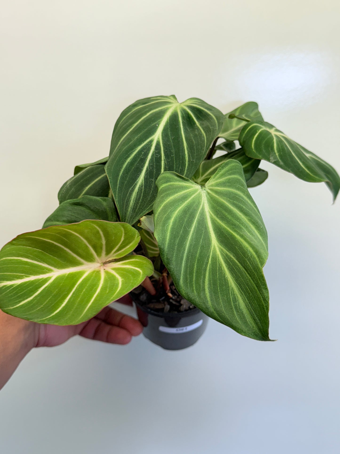 Philodendron Gloriosum Hybrid - White Spider O61