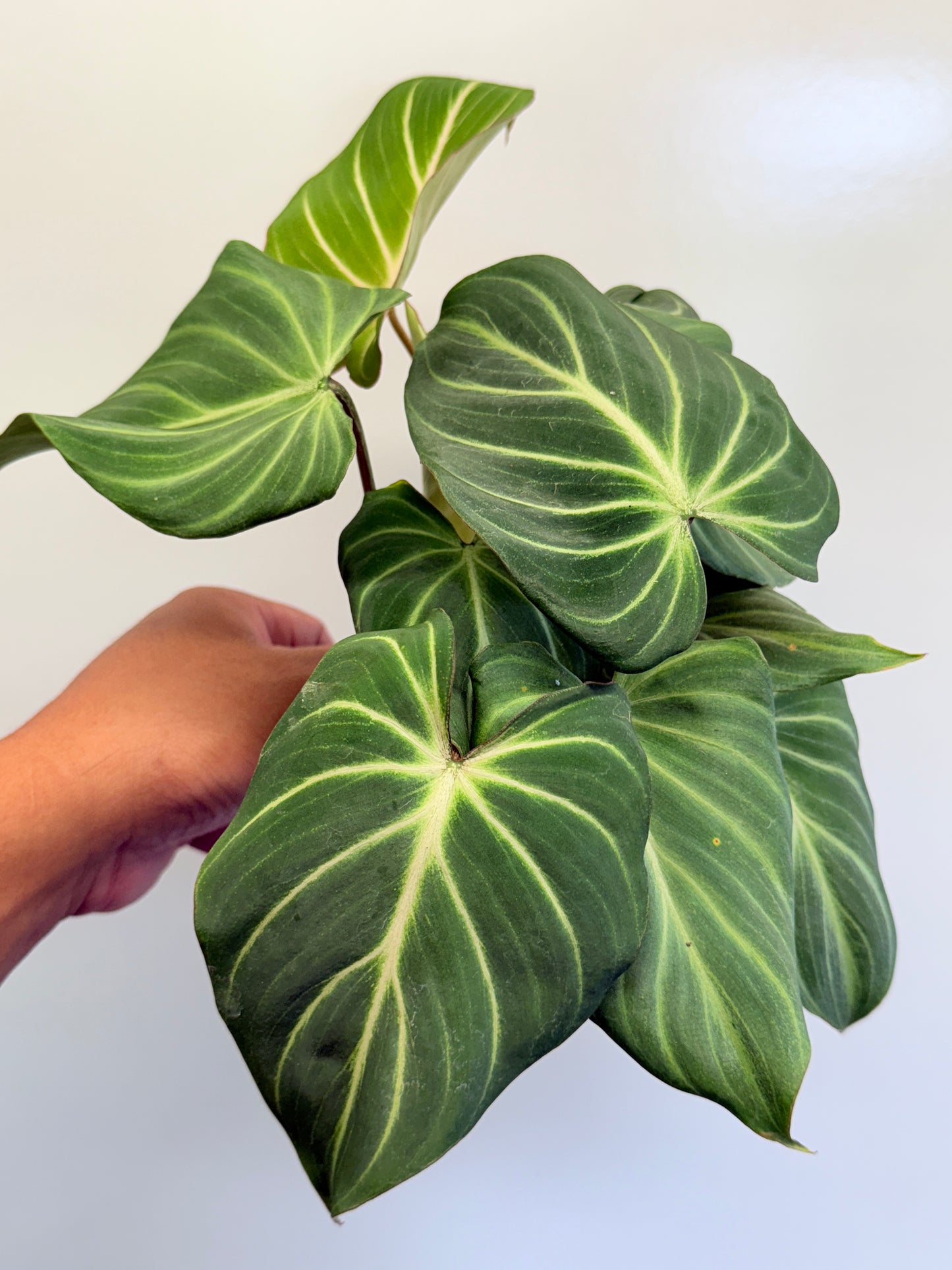 Philodendron Gloriosum Hybrid - White Spider O61