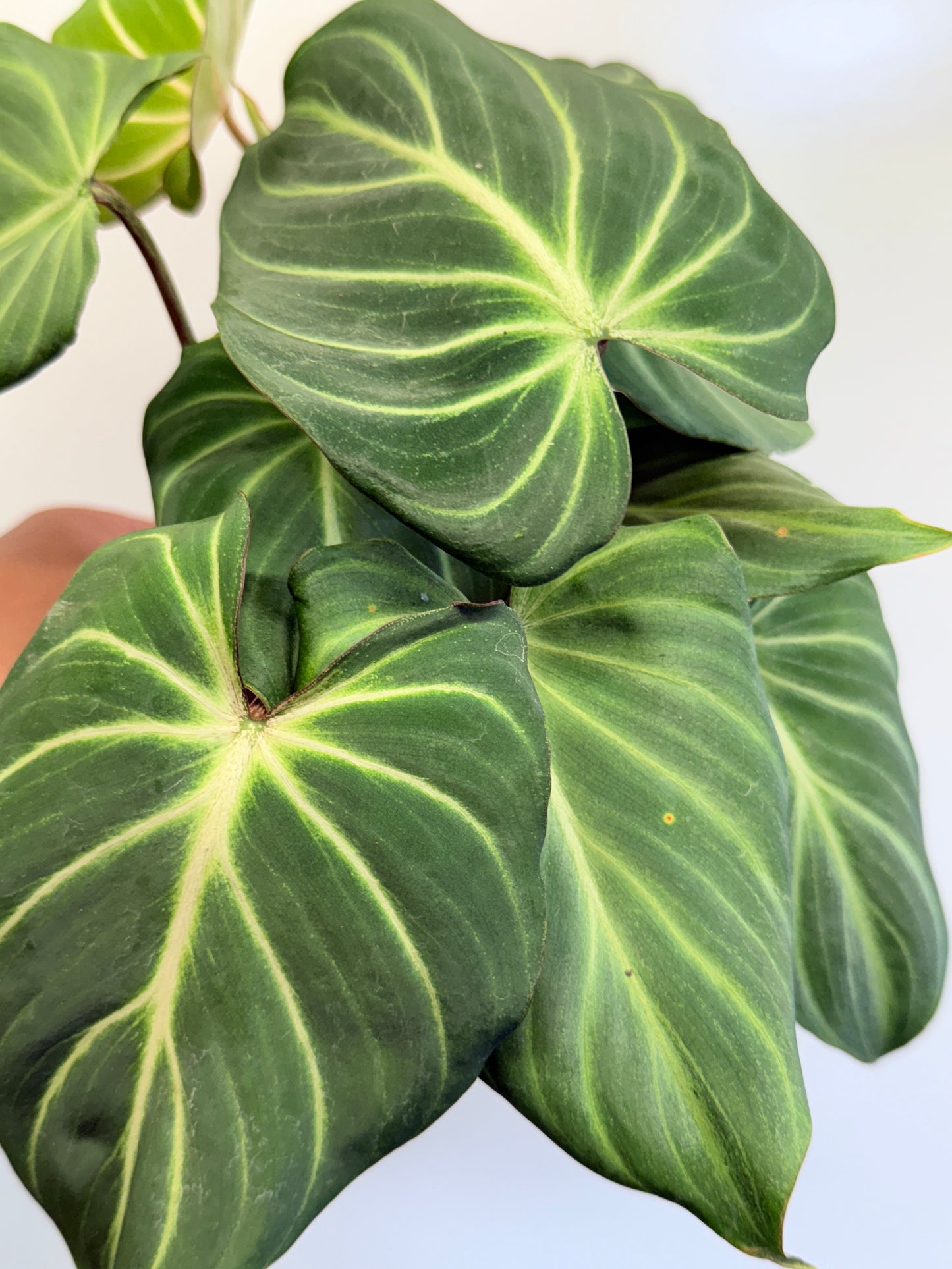 Philodendron Gloriosum Hybrid - White Spider O61