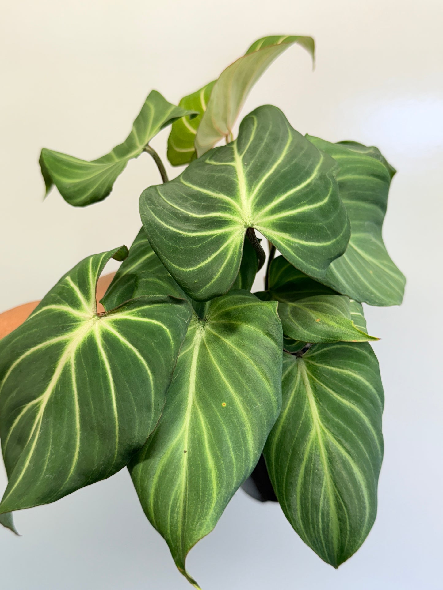 Philodendron Gloriosum Hybrid - White Spider O61