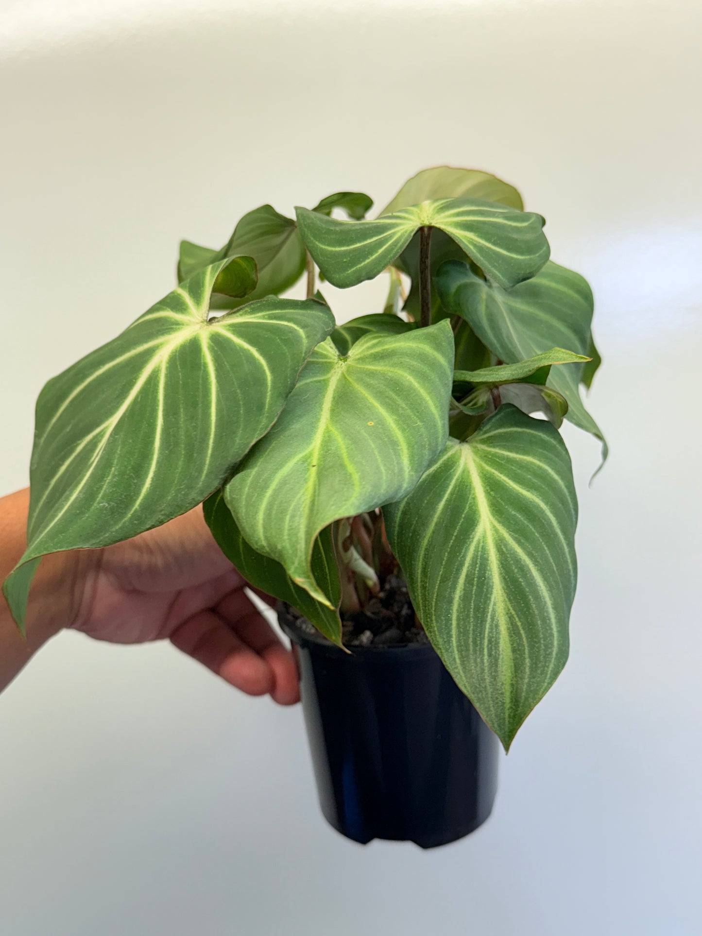 Philodendron Gloriosum Hybrid - White Spider O61