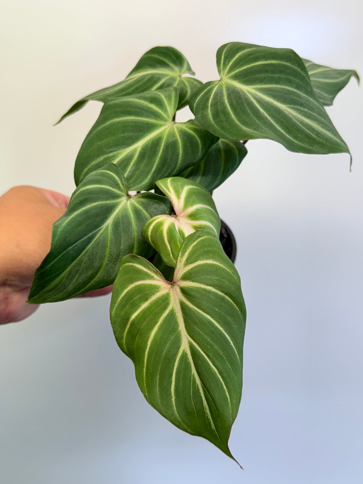 Philodendron Gloriosum Hybrid - White Spider O64