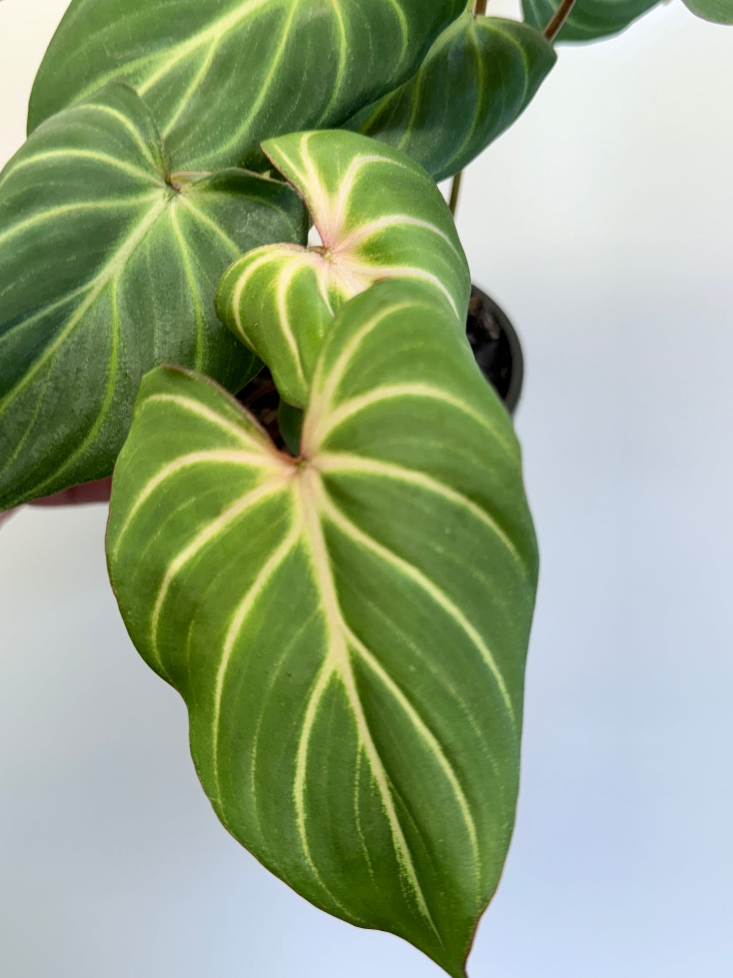 Philodendron Gloriosum Hybrid - White Spider O64