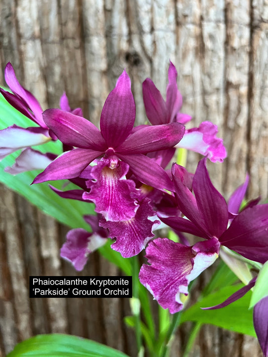 Phaiocalanthe Krytonite ‘Parkside’ Swamp Orchid