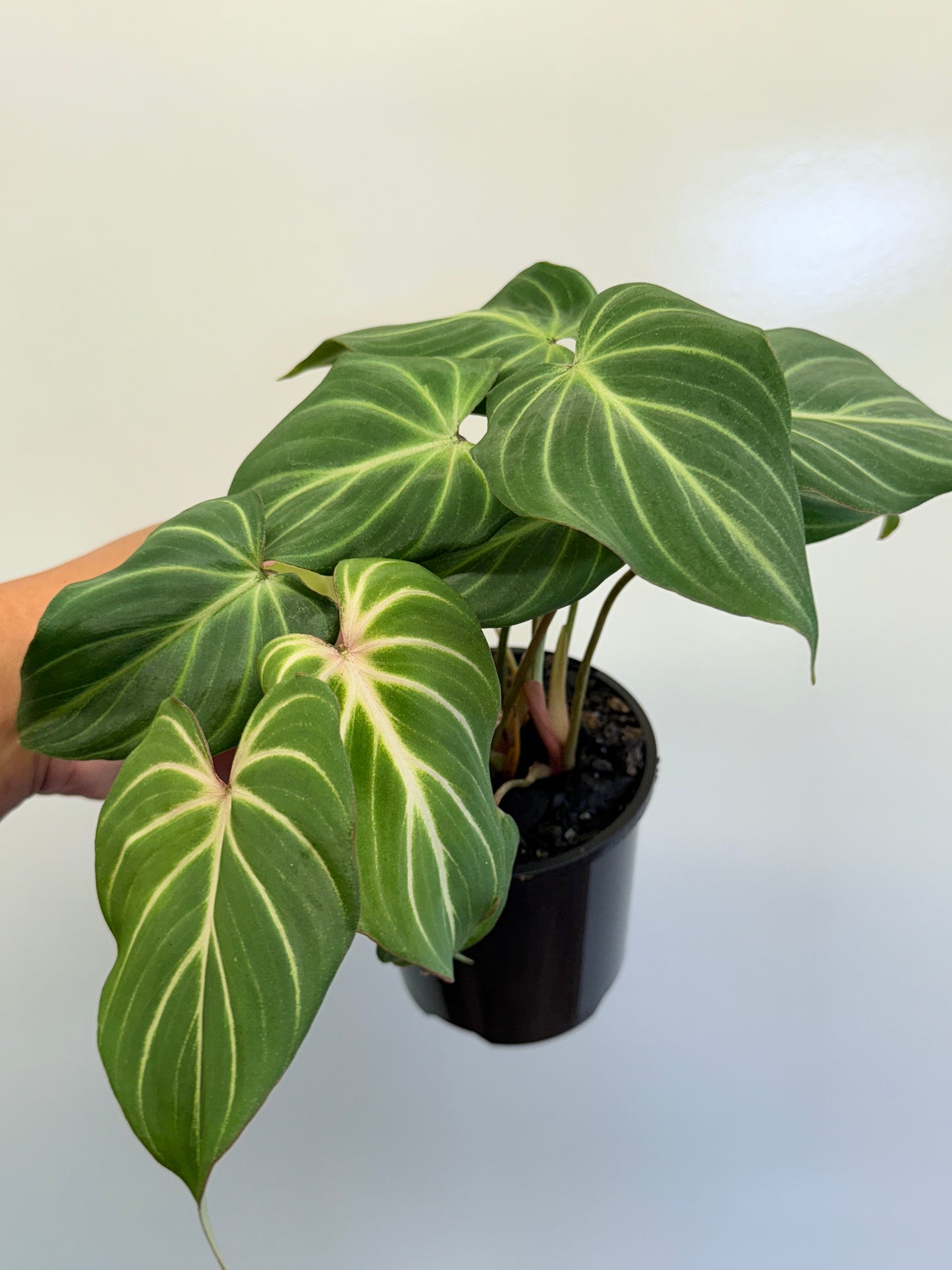 Philodendron Gloriosum Hybrid - White Spider O64