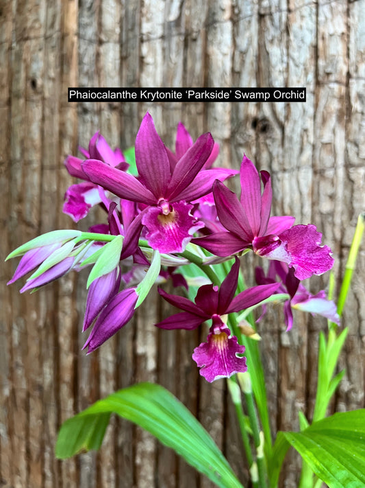 Phaiocalanthe Krytonite Parkside Swamp Orchid C97