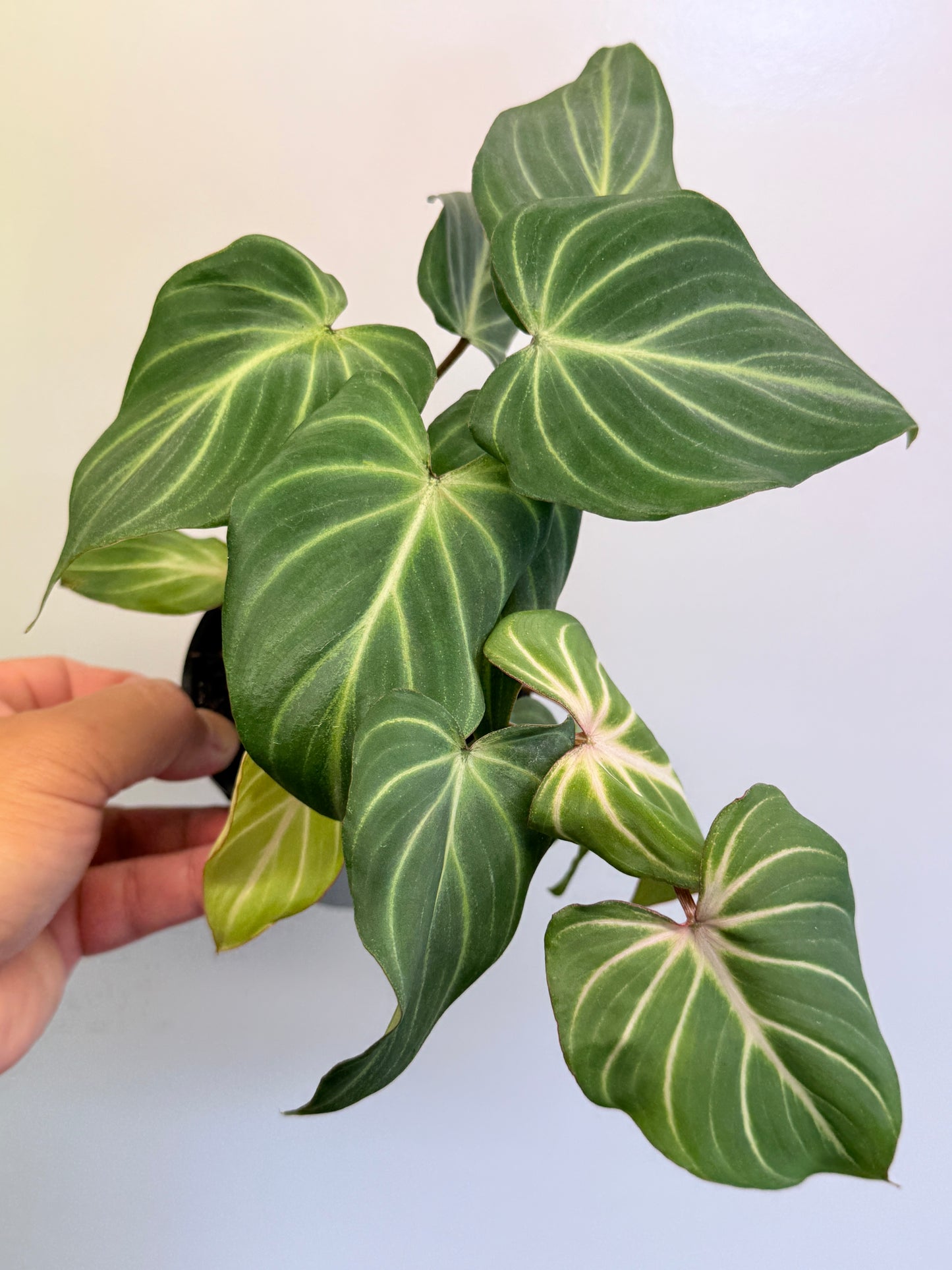 Philodendron Gloriosum Hybrid - White Spider O64