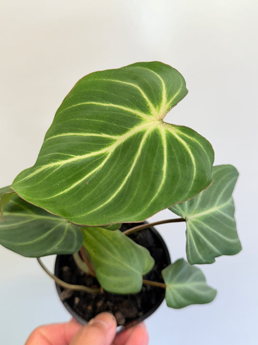 Philodendron Gloriosum Hybrid - White Spider O67