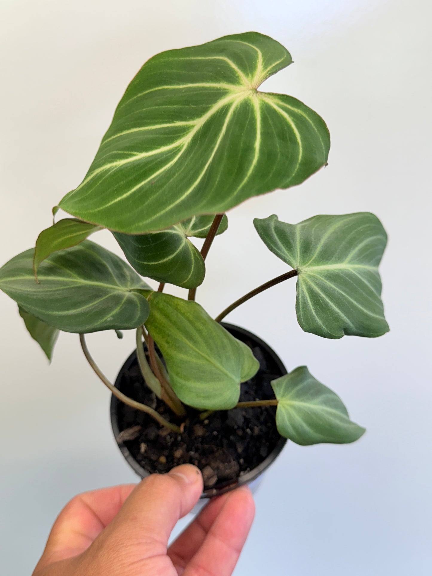 Philodendron Gloriosum Hybrid - White Spider O67