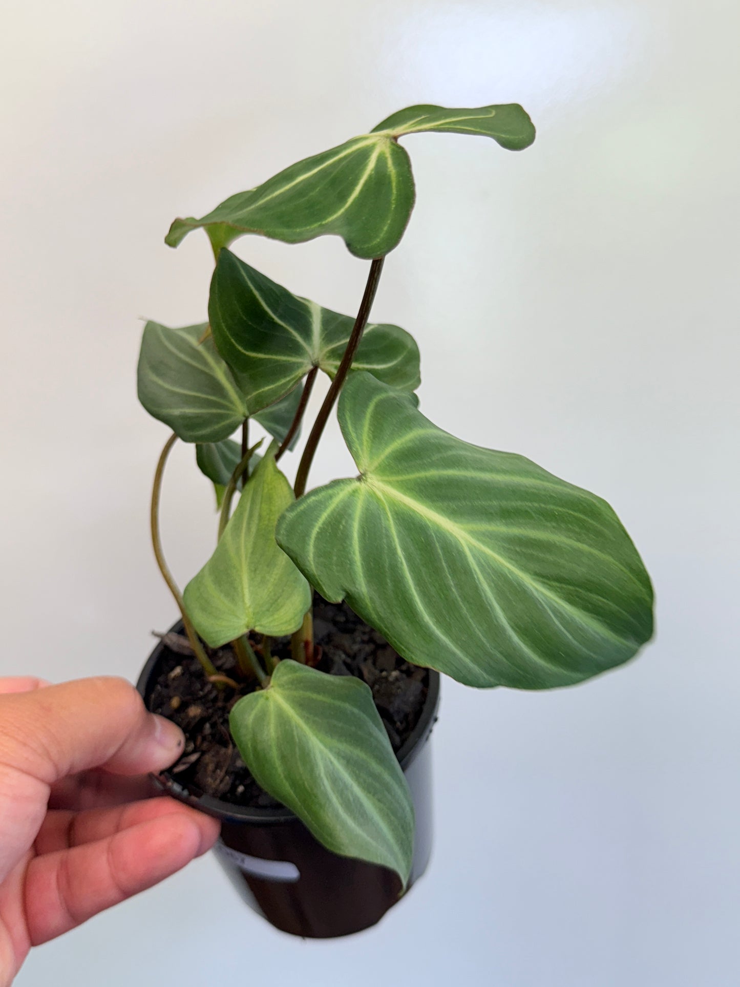 Philodendron Gloriosum Hybrid - White Spider O67