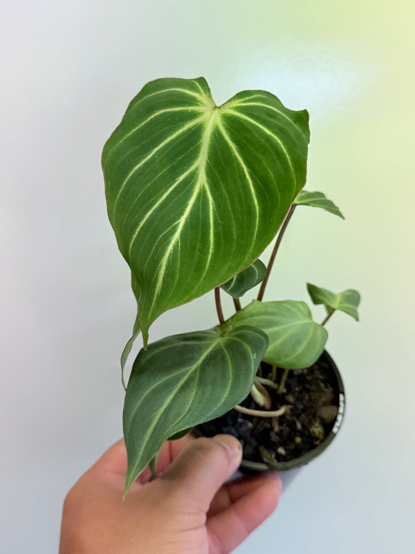 Philodendron Gloriosum Hybrid - White Spider O67