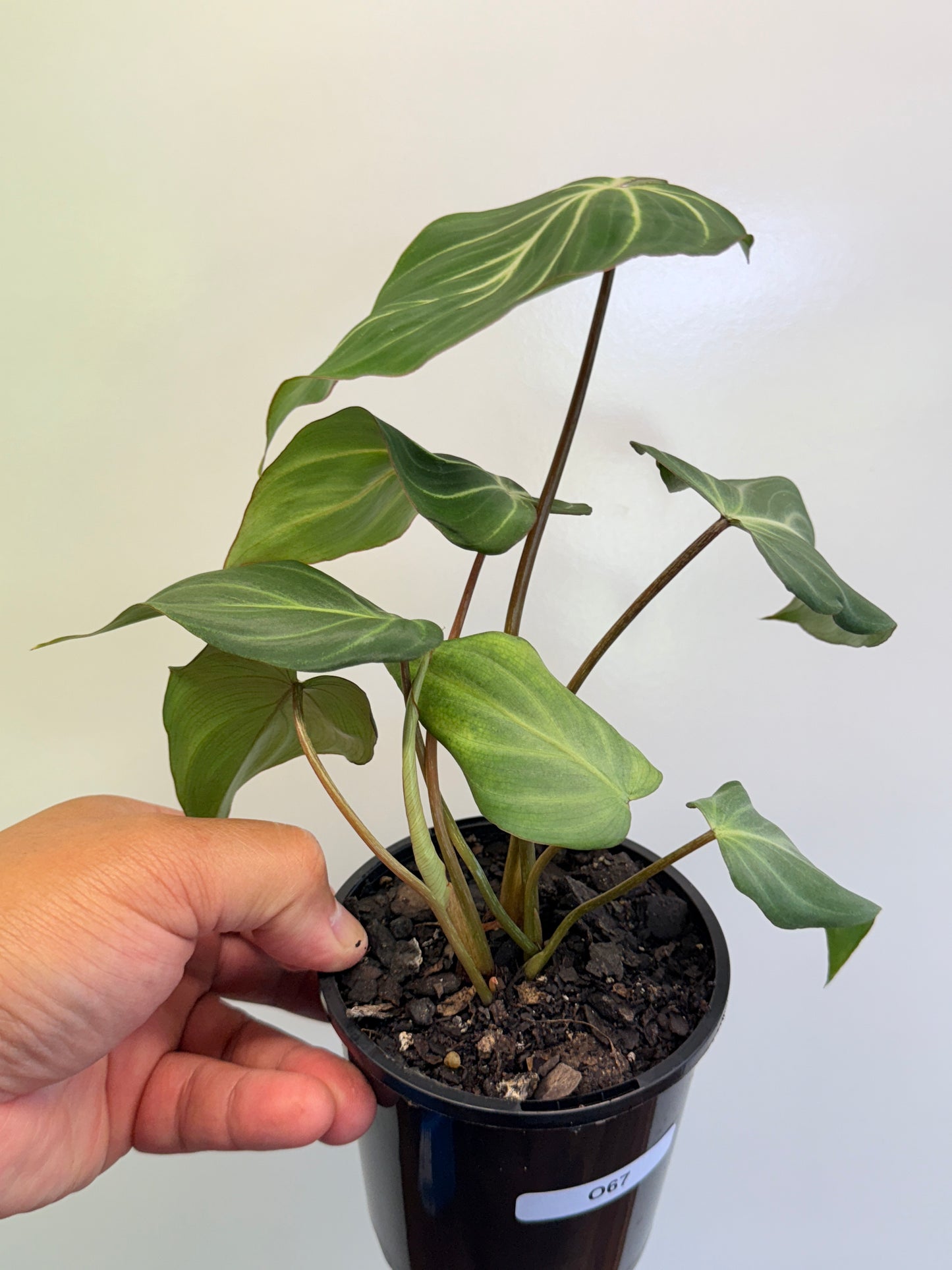 Philodendron Gloriosum Hybrid - White Spider O67