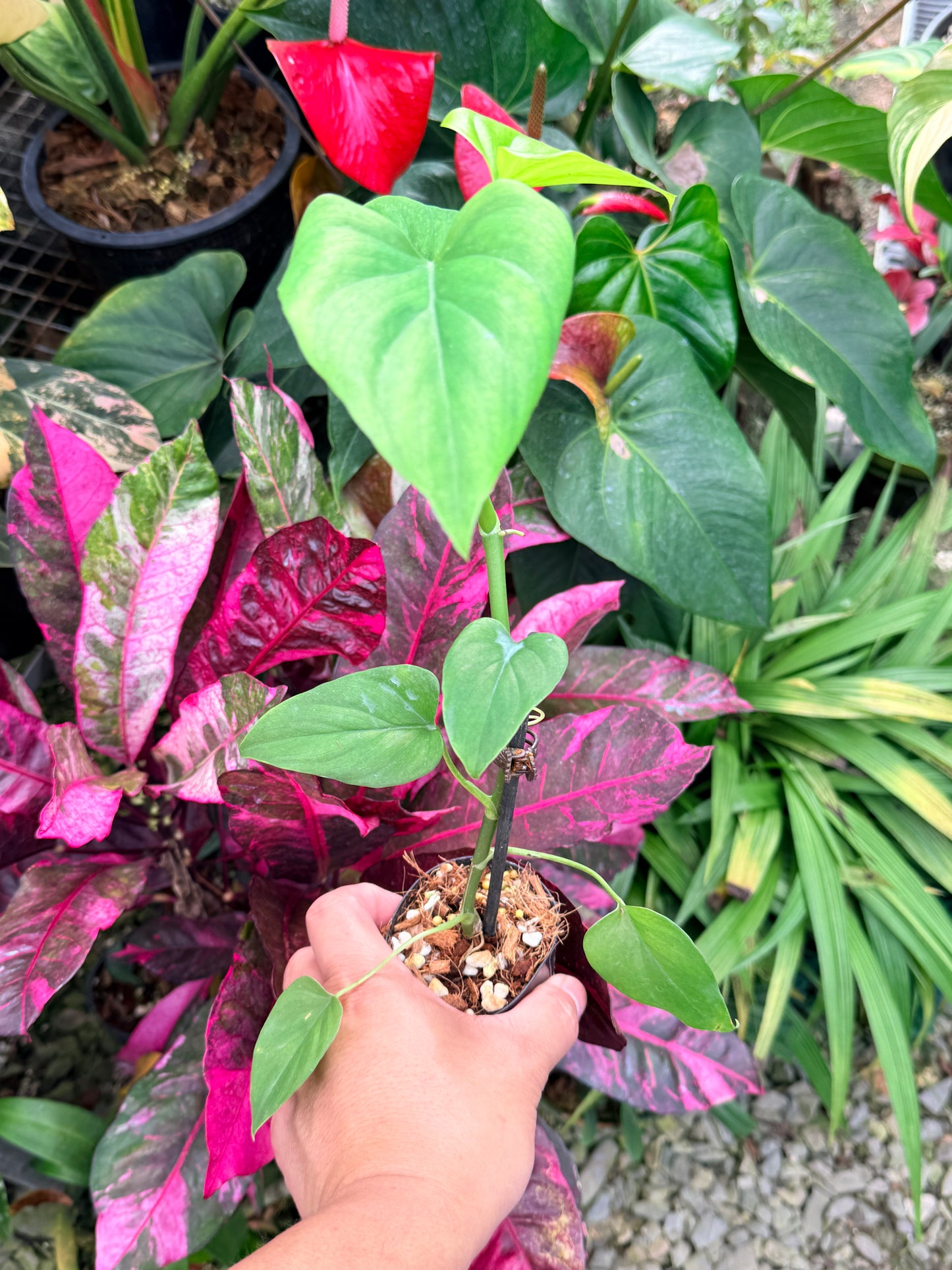 Philodendron 'Jacquinii' N58
