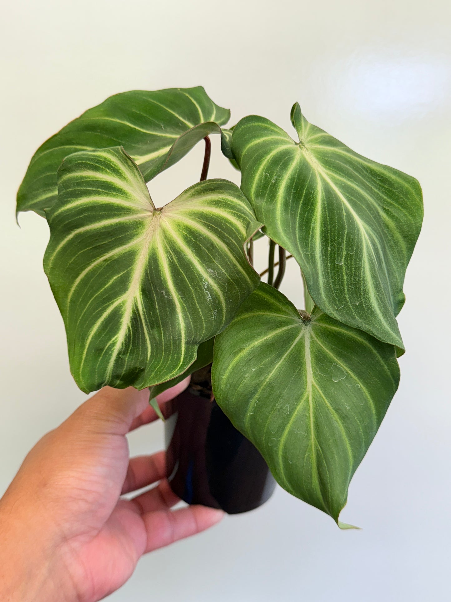 Philodendron Gloriosum Hybrid - White Spider O63