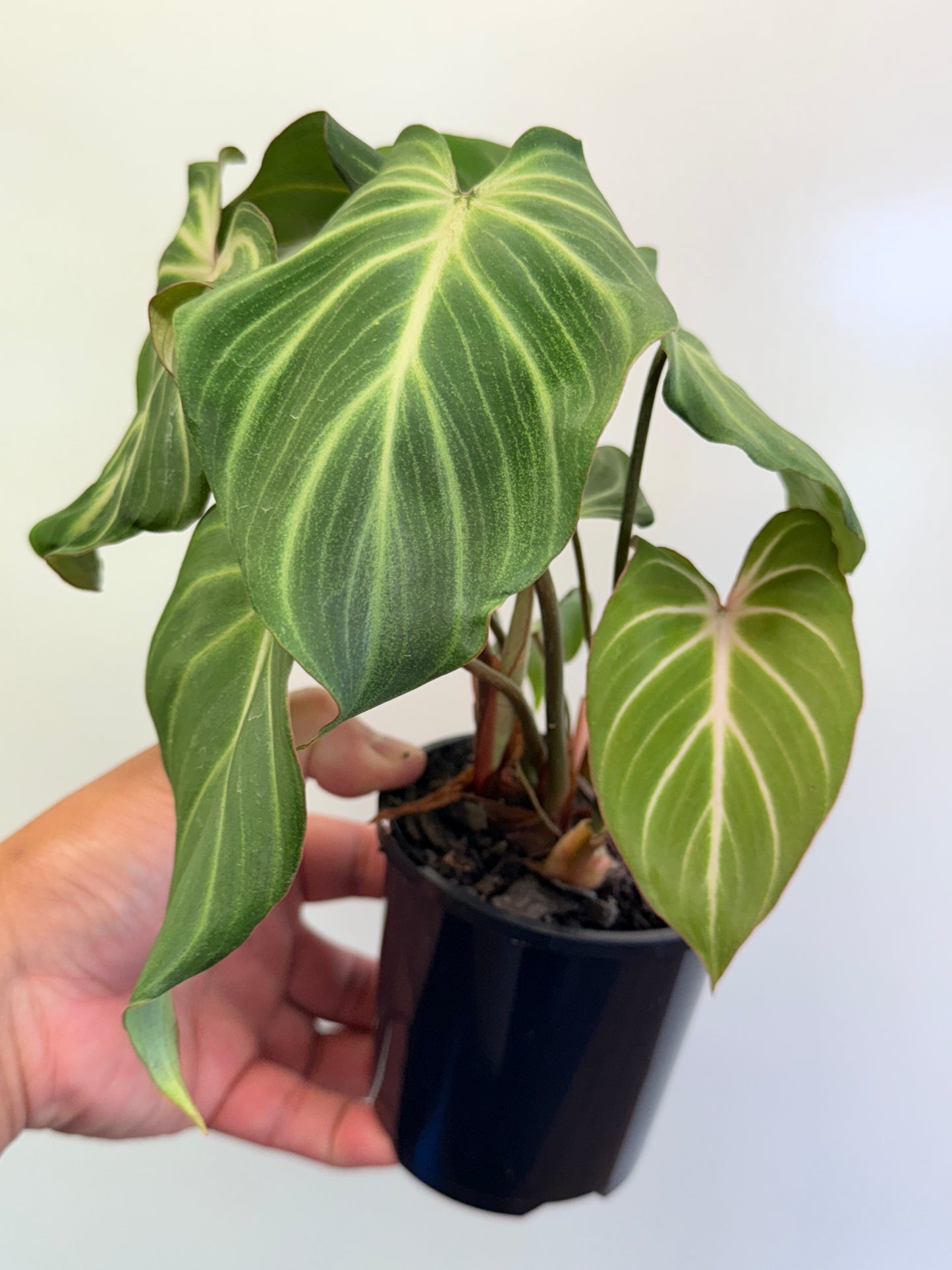 Philodendron Gloriosum Hybrid - White Spider O63