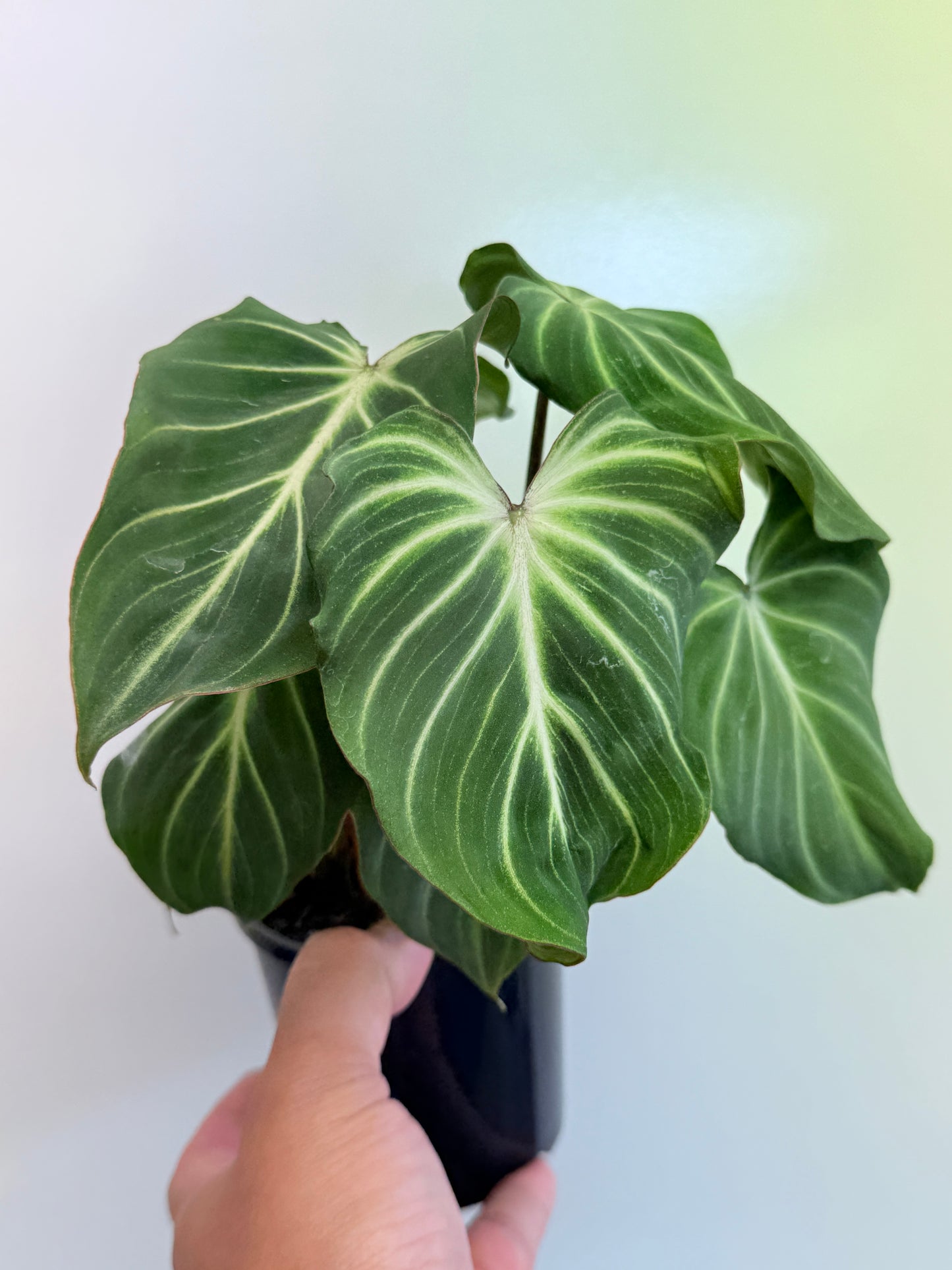 Philodendron Gloriosum Hybrid - White Spider O63