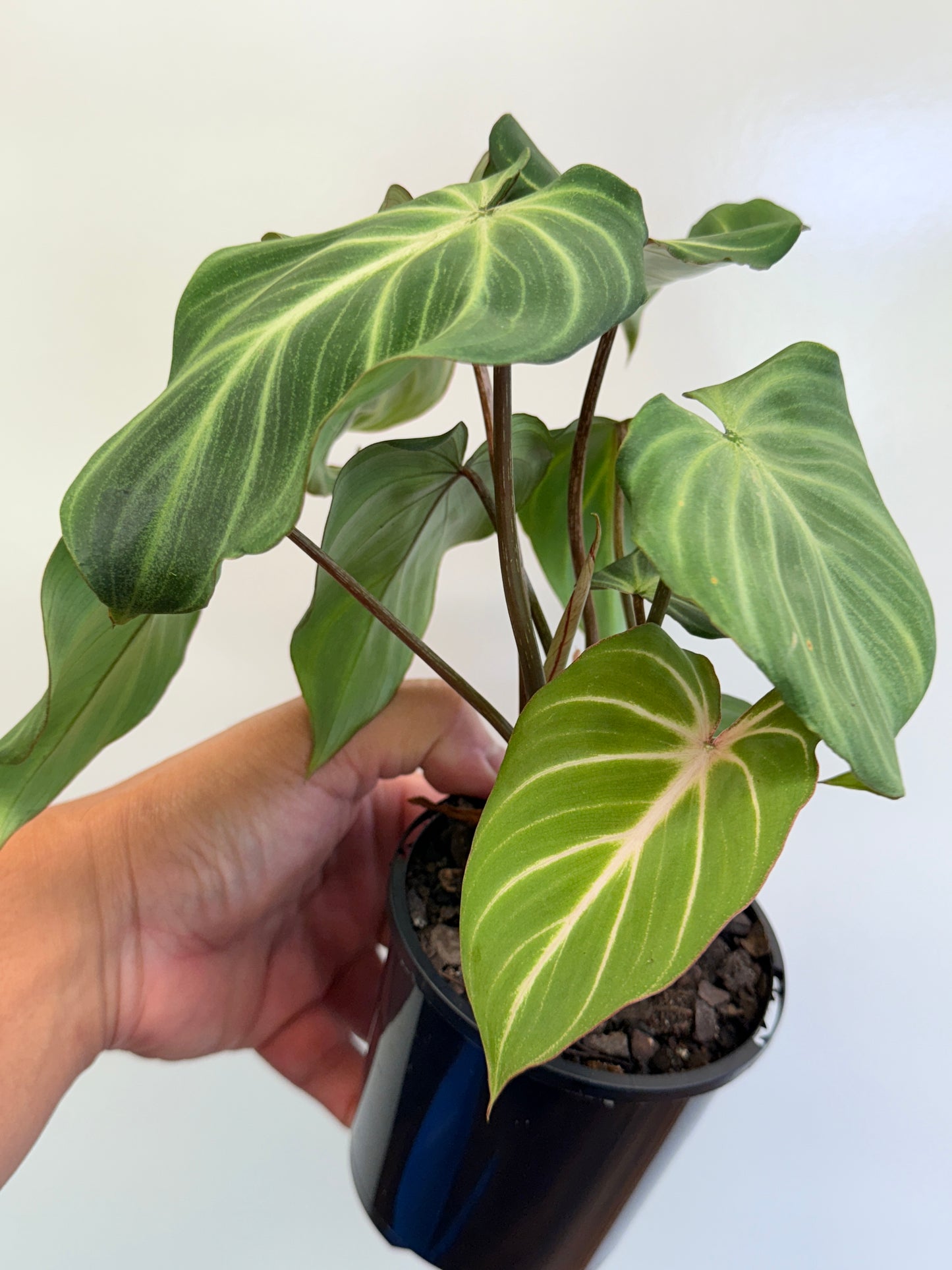 Philodendron Gloriosum Hybrid - White Spider O63