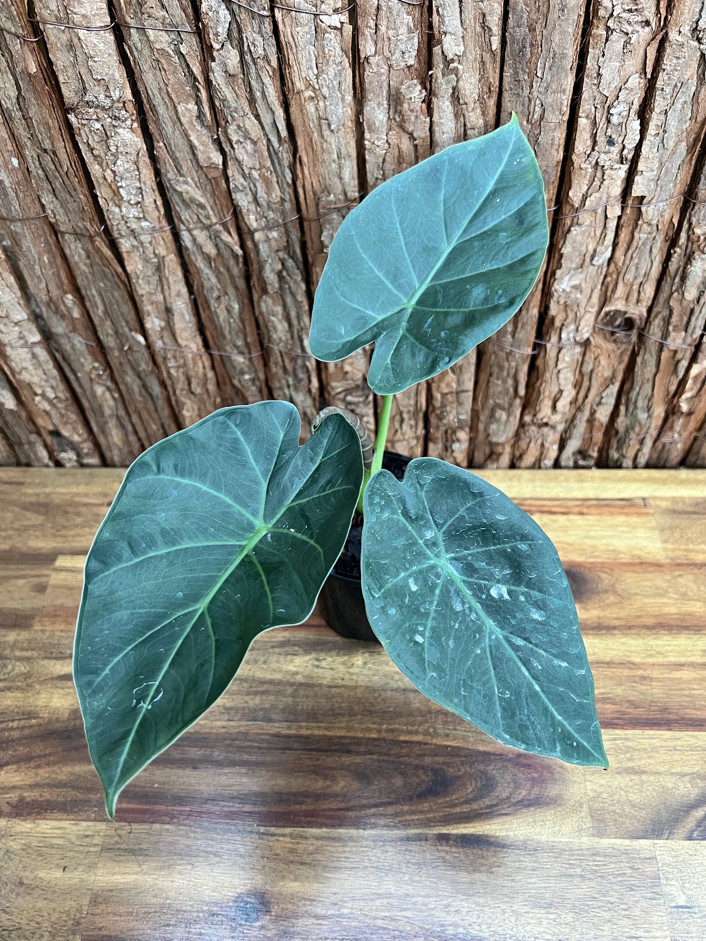 Philodendron Gloriosum Hybrid - White Spider O63