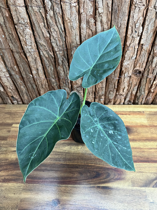 Alocasia Regal Shield B230