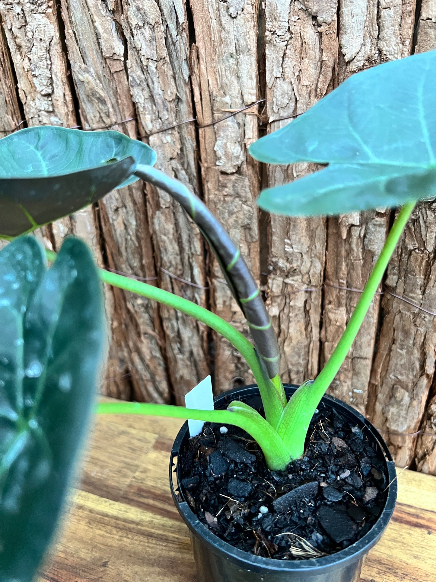 Alocasia Regal Shield B230