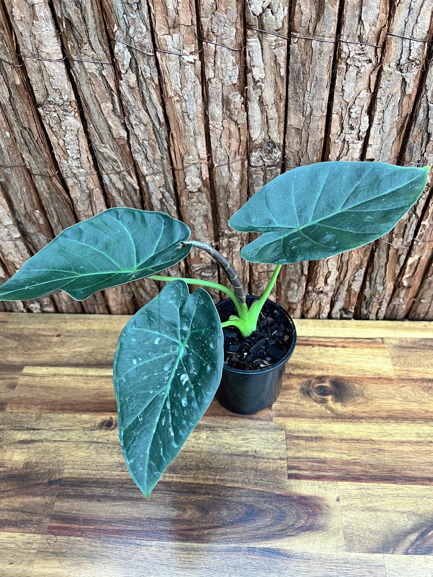 Alocasia Regal Shield B230