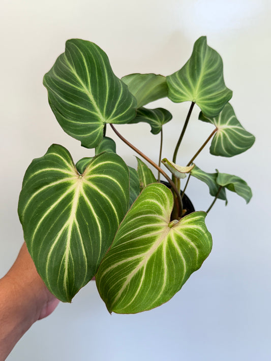 Philodendron Gloriosum Hybrid - White Spider O65