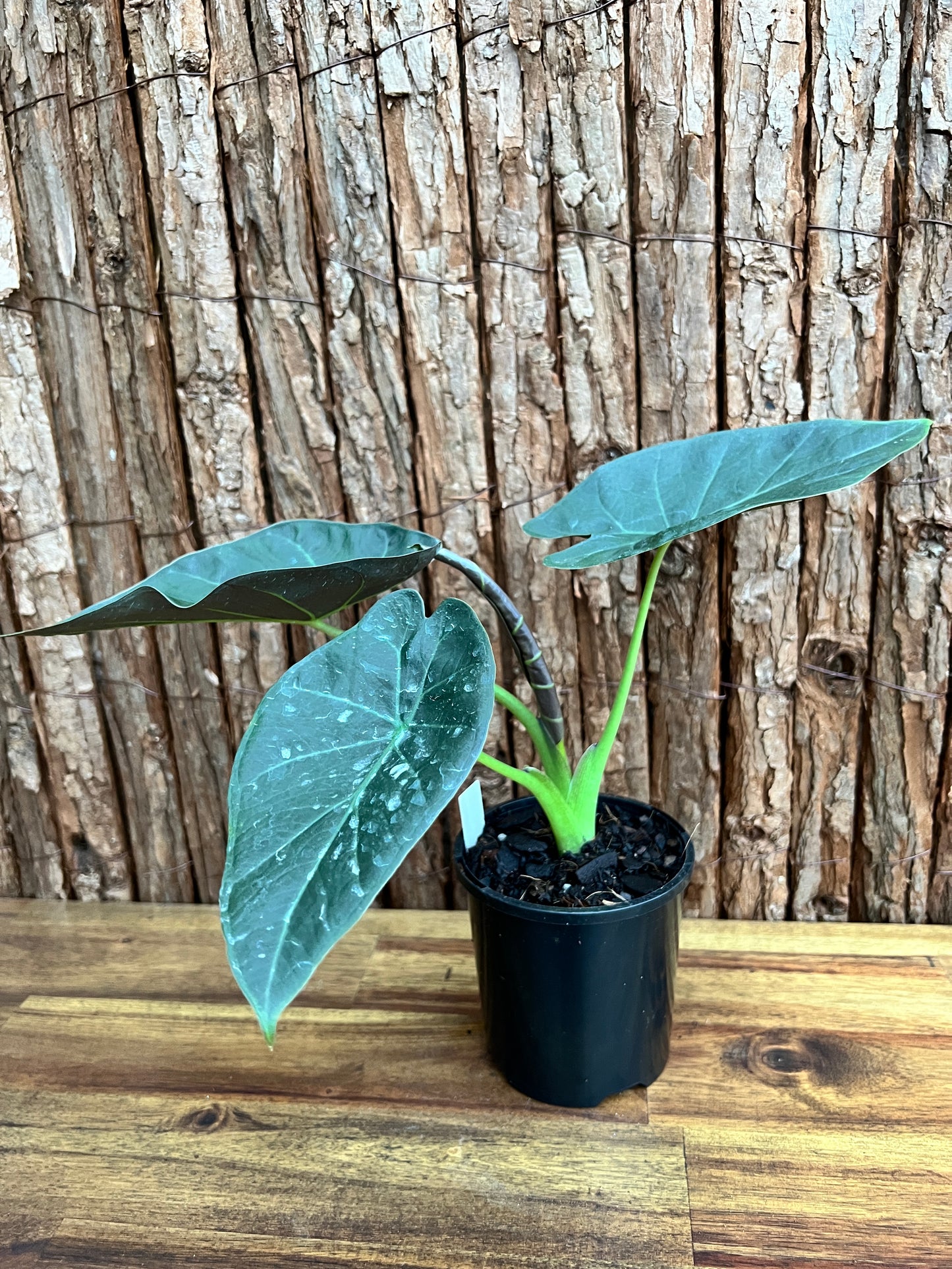 Philodendron Gloriosum Hybrid - White Spider O65