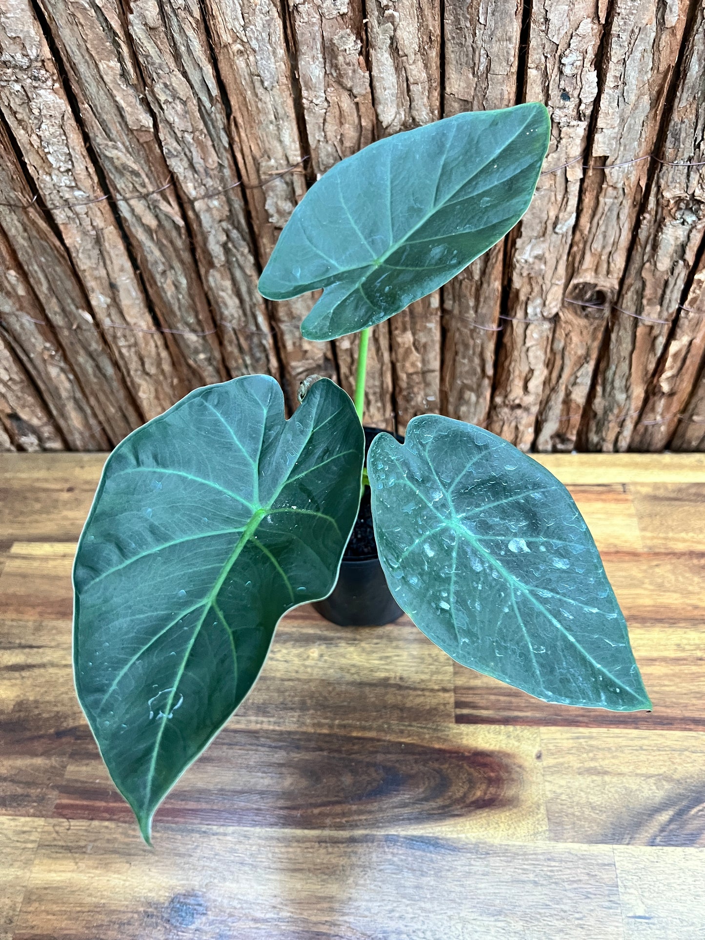 Alocasia Regal Shield B230