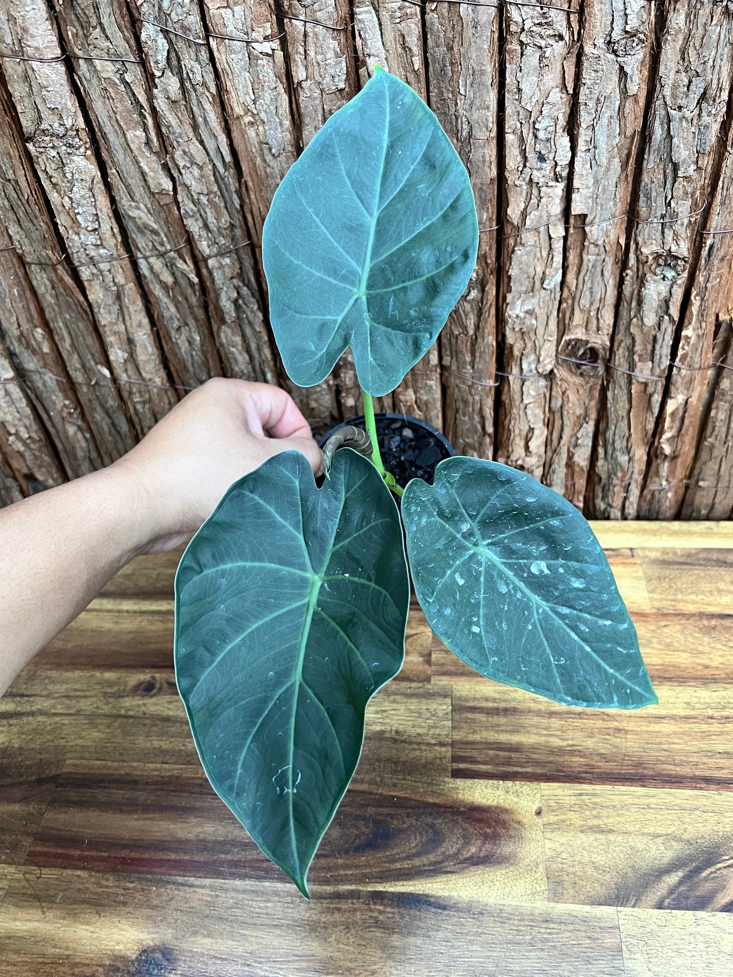 Philodendron Gloriosum Hybrid - White Spider O65