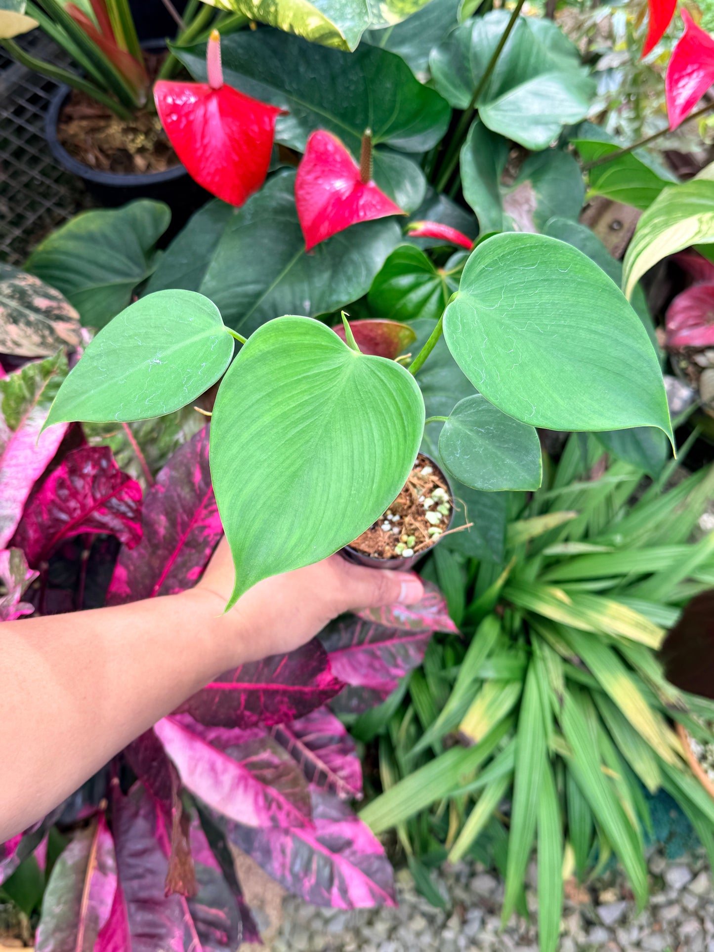 Philodendron 'Jacquinii' M64