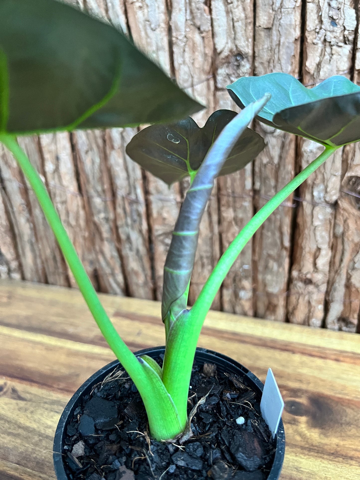 Alocasia Regal Shield B230