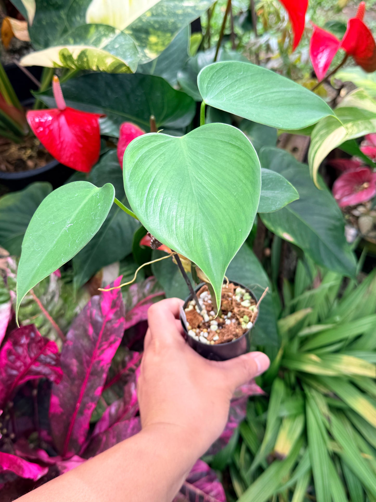 Philodendron 'Jacquinii' M64