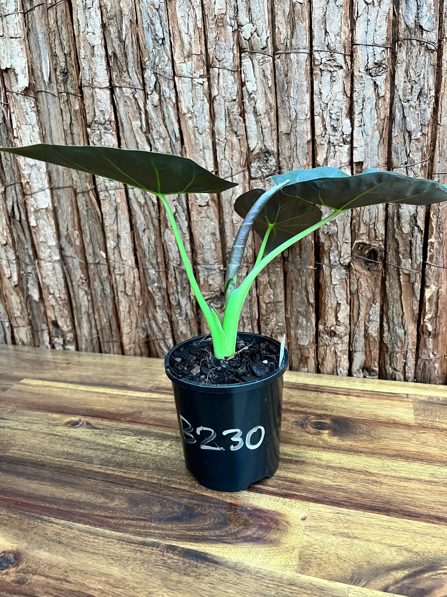 Alocasia Regal Shield B230