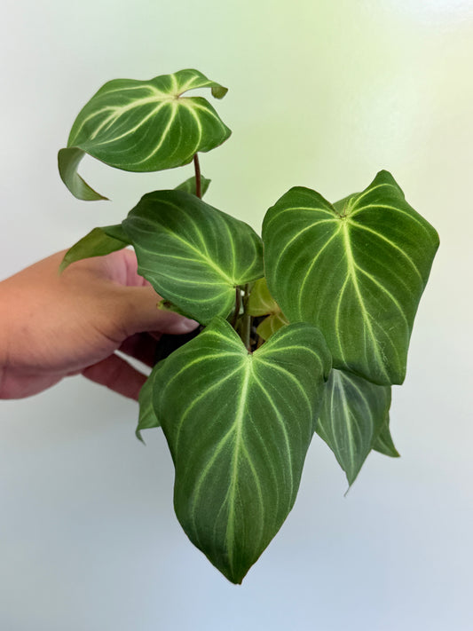 Philodendron Gloriosum Hybrid - White Spider O66