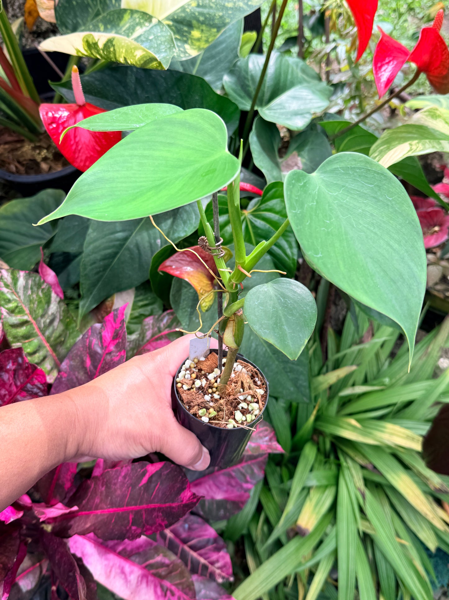 Philodendron 'Jacquinii' M64